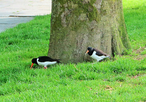 Oyster catchers