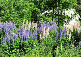 Wayside lupins
