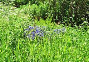 Ah - a patch of bluebells