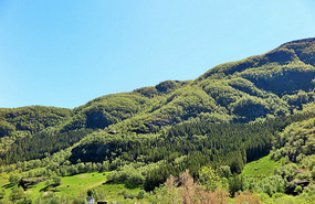 Fir trees