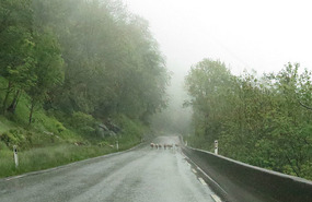 Going back down - freezing sheep