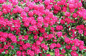 In the garden