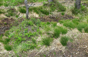 Grass