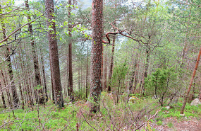 Trees all the same