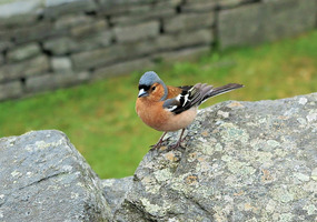 Is this a robin?