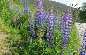 Lupins again