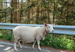 Some sheep have bells