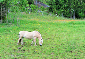 Fjord horse
