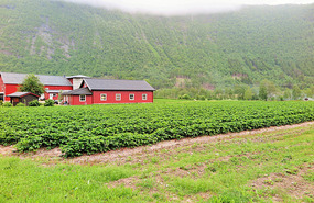 Most Norwegian strawberries grown here