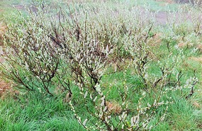 Alpine plants