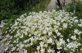 Beside the track
