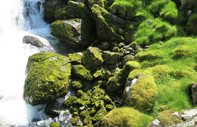 Mossy and green