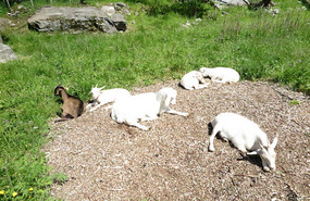 Sleeping goats