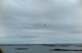 Big bird above