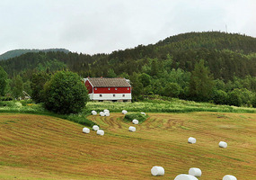 Golden field