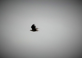 Sea eagle
