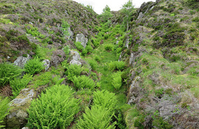 This fern is common here - surprising