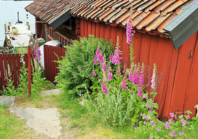 Foxgloves by the house