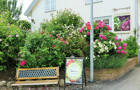 Rose garden