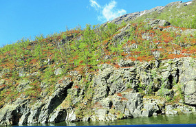 Coloured plant growth in Rondane National Park
