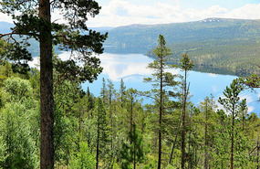Fir trees