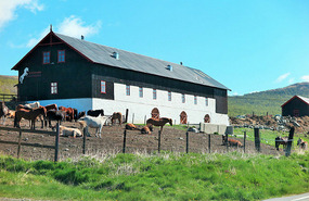 Horse farm