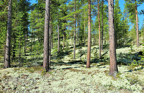 Lichen covered ground