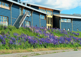 Lillehammer lupins