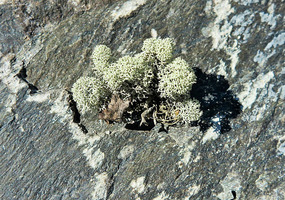 This is a close up of the lichen