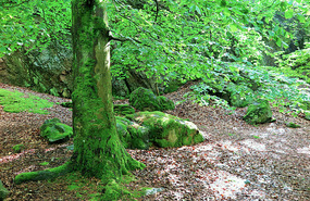 In Slottskogen, Gotheburg