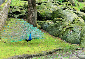 Peacock in Slottskogen