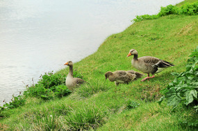 Geese by the shore