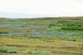 Lupins on the hills