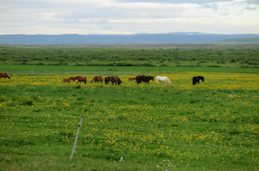There are many Icelandic horses