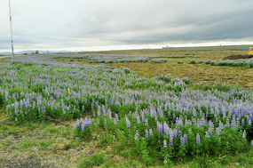 Lupins everywhere