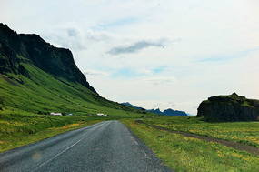 Buttercups by the road