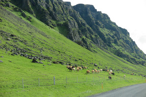 Cows in the green grass