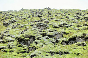 Kilometre after kilometre of moss