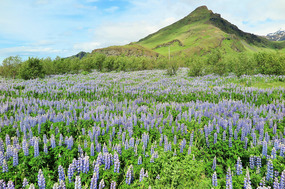 Lupins were planted to hold soil down