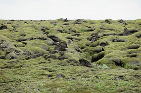 More moss