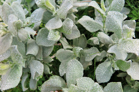 Alpine shrubs