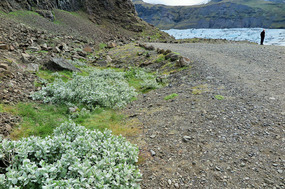 Walking to Fjallsarlon  glacier