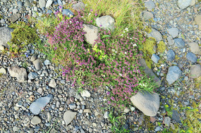 Even here little flowering plants thrive