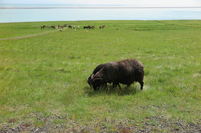 Farmland by the sea