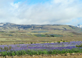 Lupins more purple here