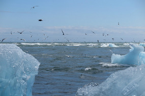 Seabirds in a fenzy