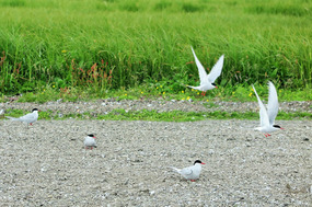 Arctic terns nesting