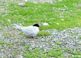 Artic Tern