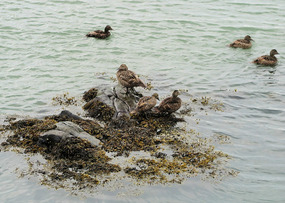 Ducks by the shore