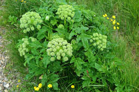 Weeds